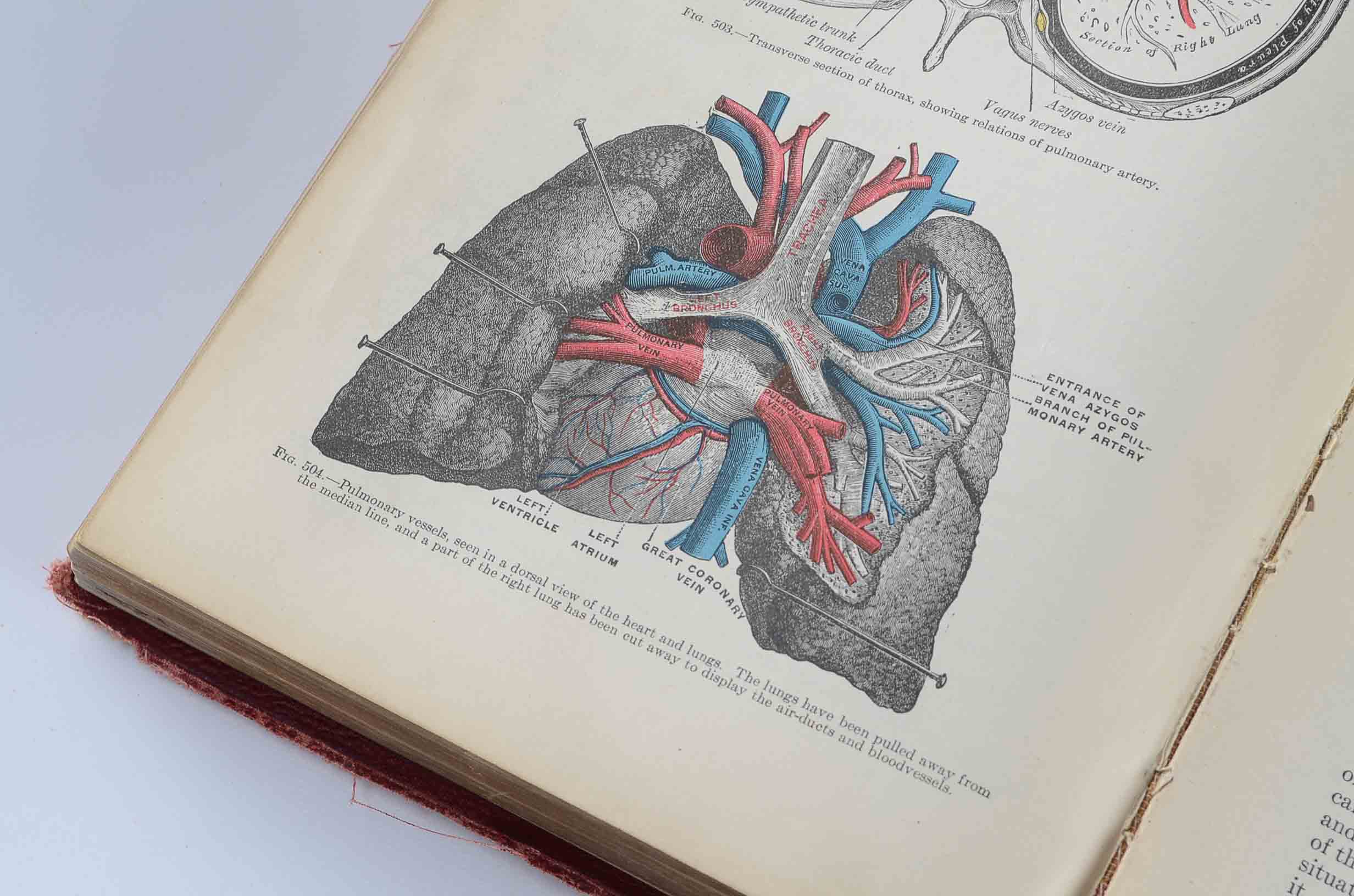 1918 Hardcover Edition of "Anatomy of The Human Body"
