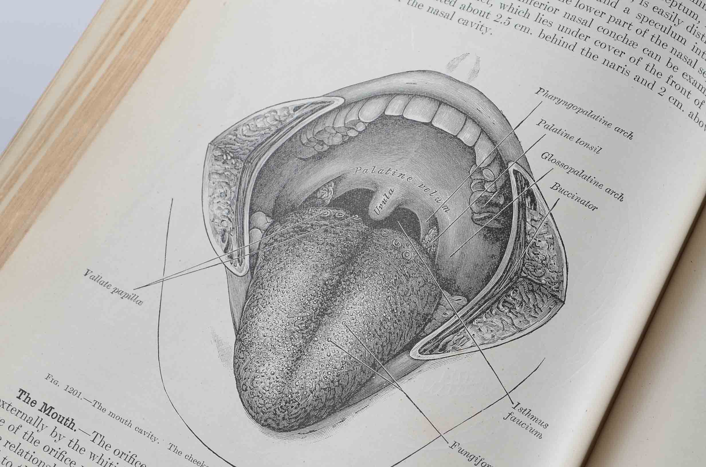 1918 Hardcover Edition of "Anatomy of The Human Body"