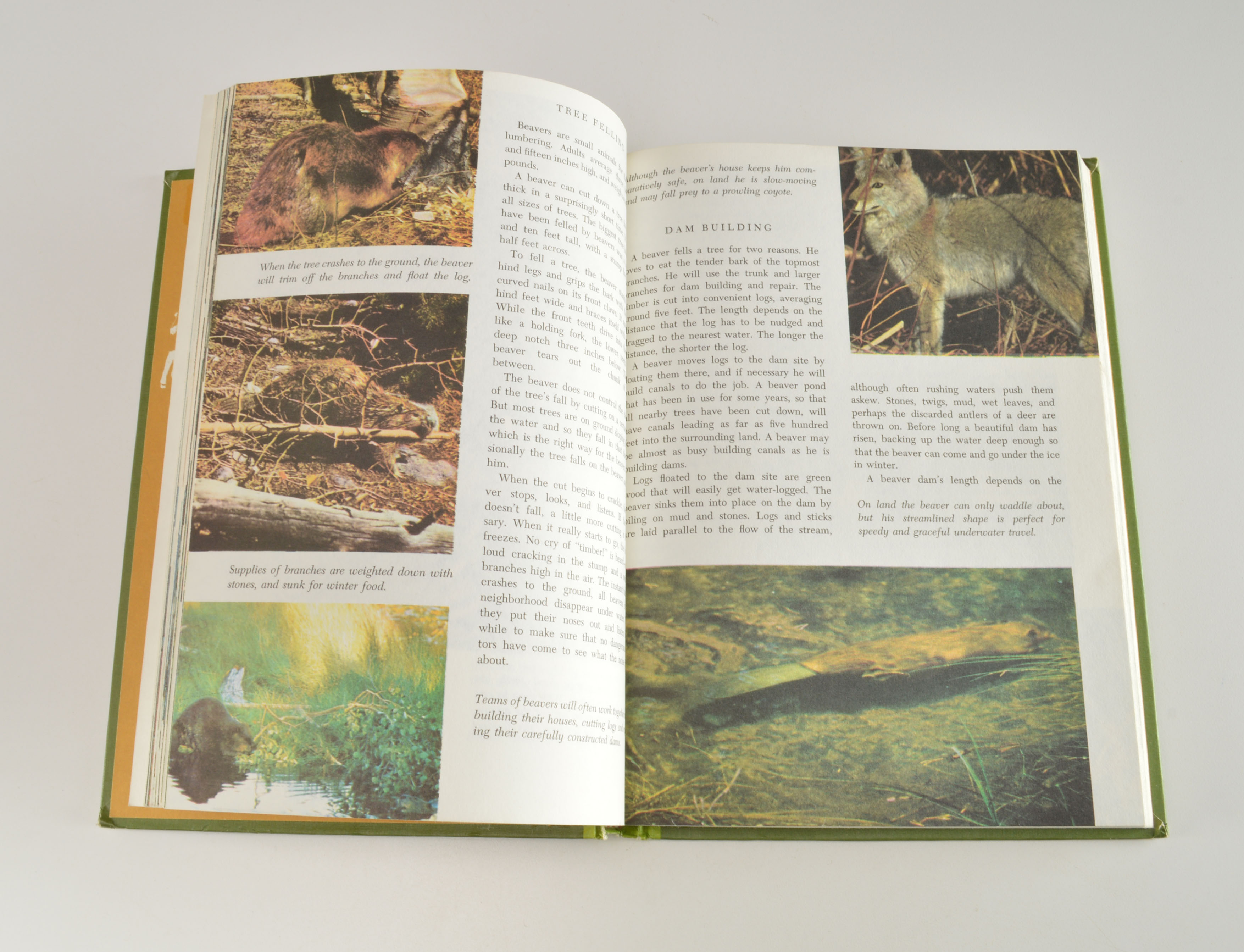 "The Wonderful World of Walt Disney" Book Set