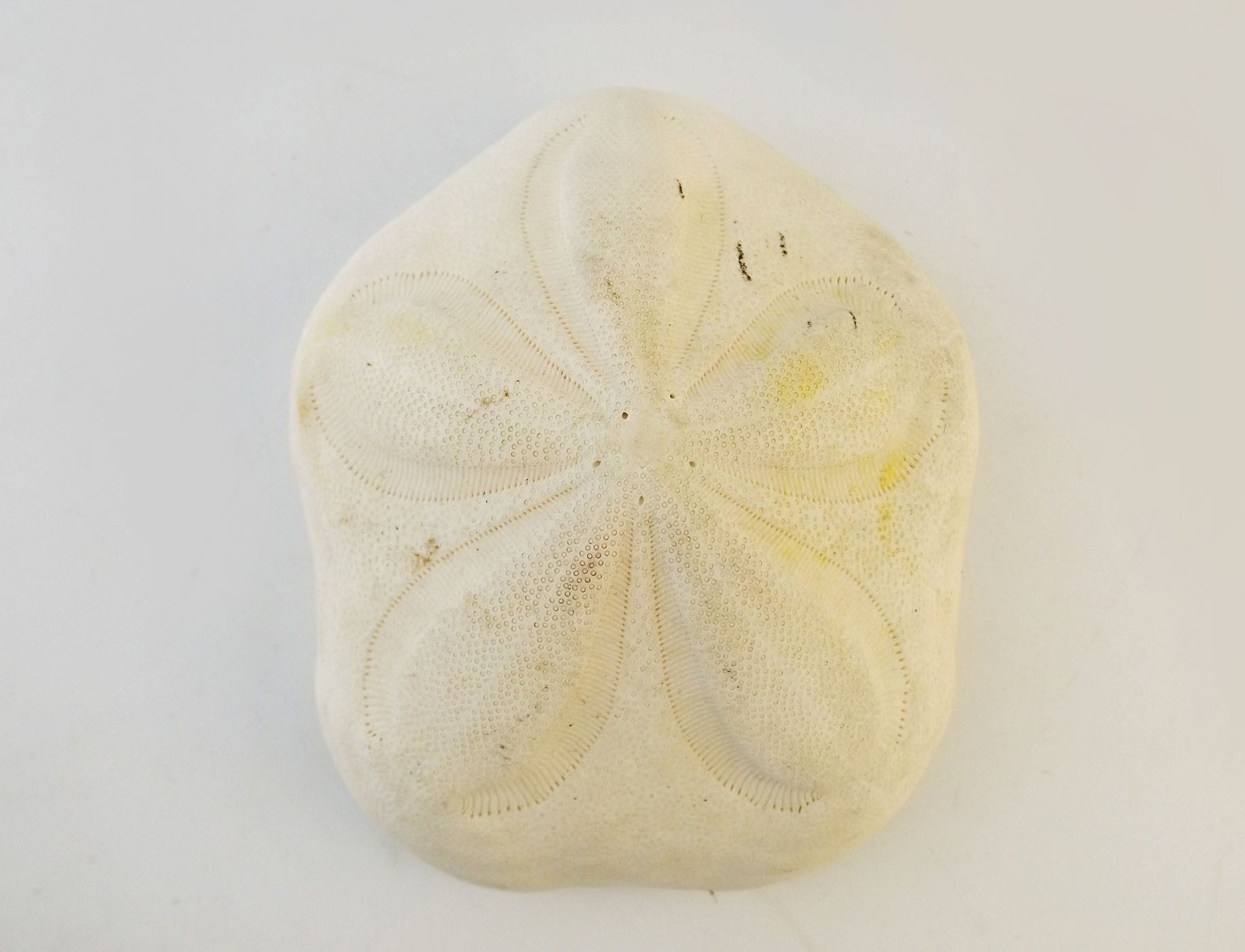 Large 'Sea Biscuit' Sand Dollar