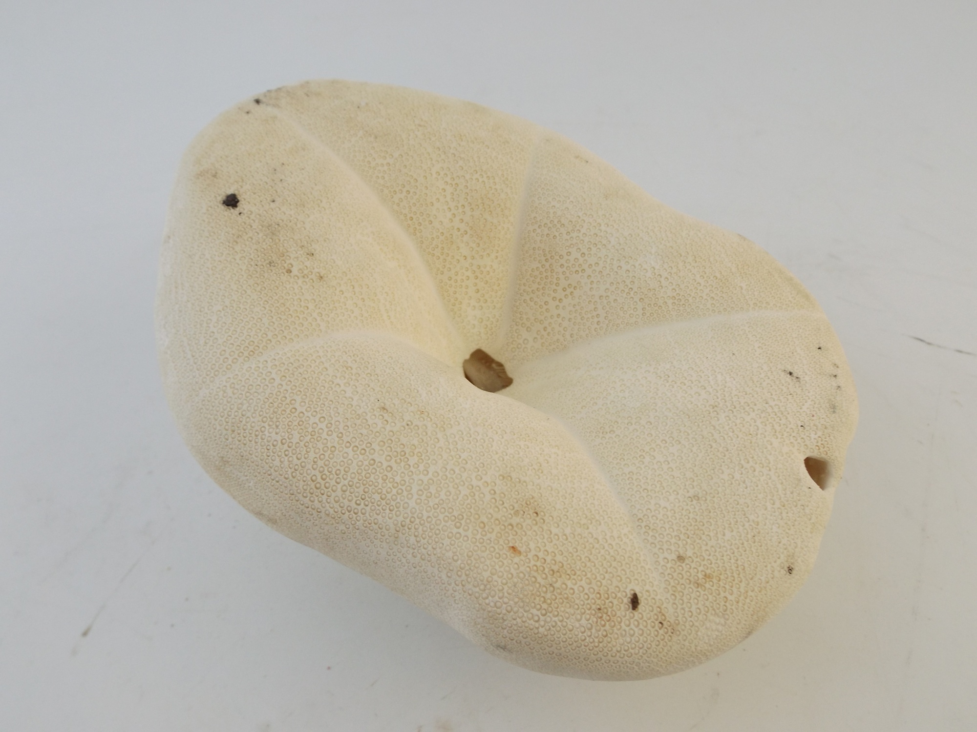 Large 'Sea Biscuit' Sand Dollar