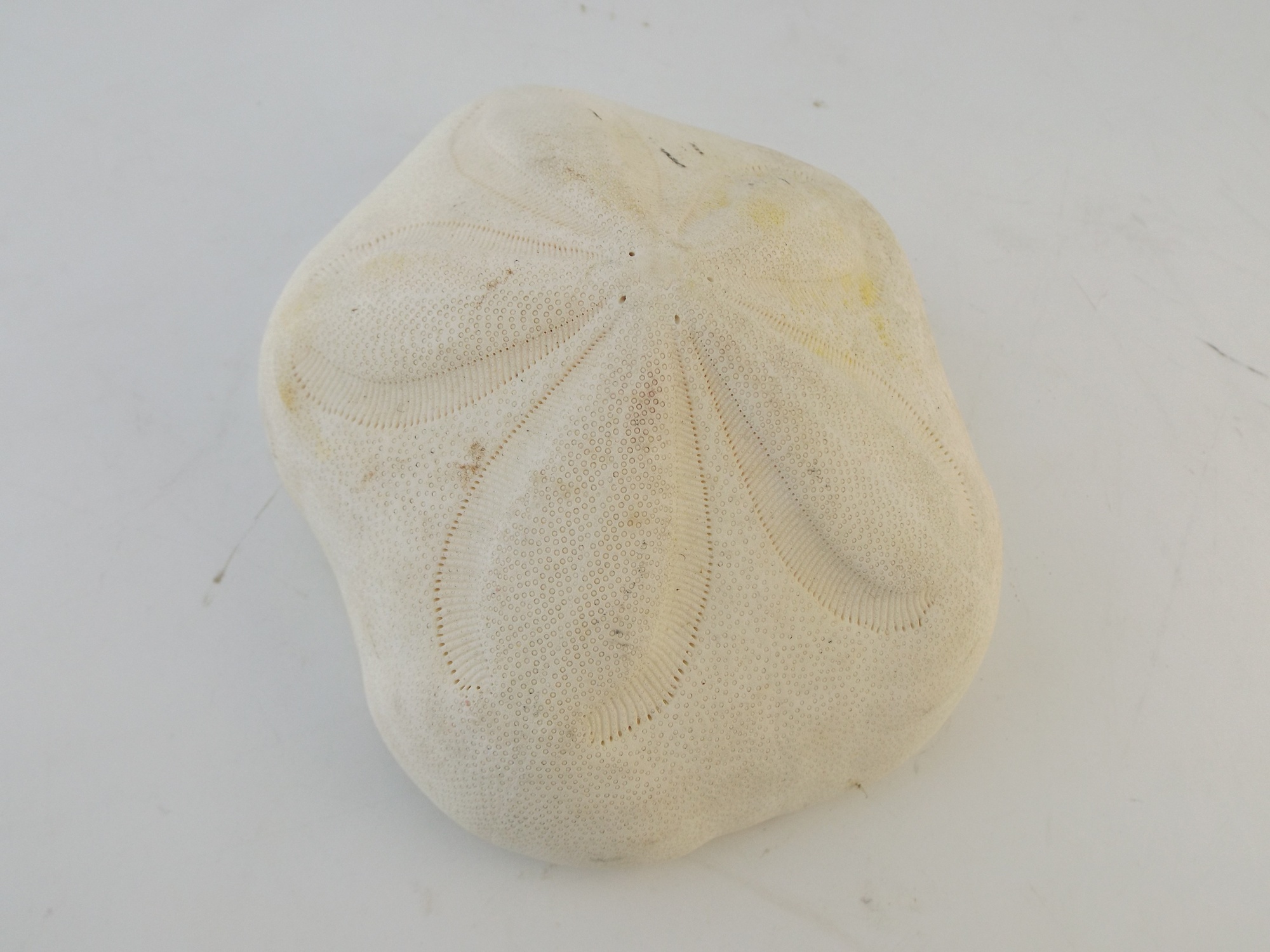 Large 'Sea Biscuit' Sand Dollar