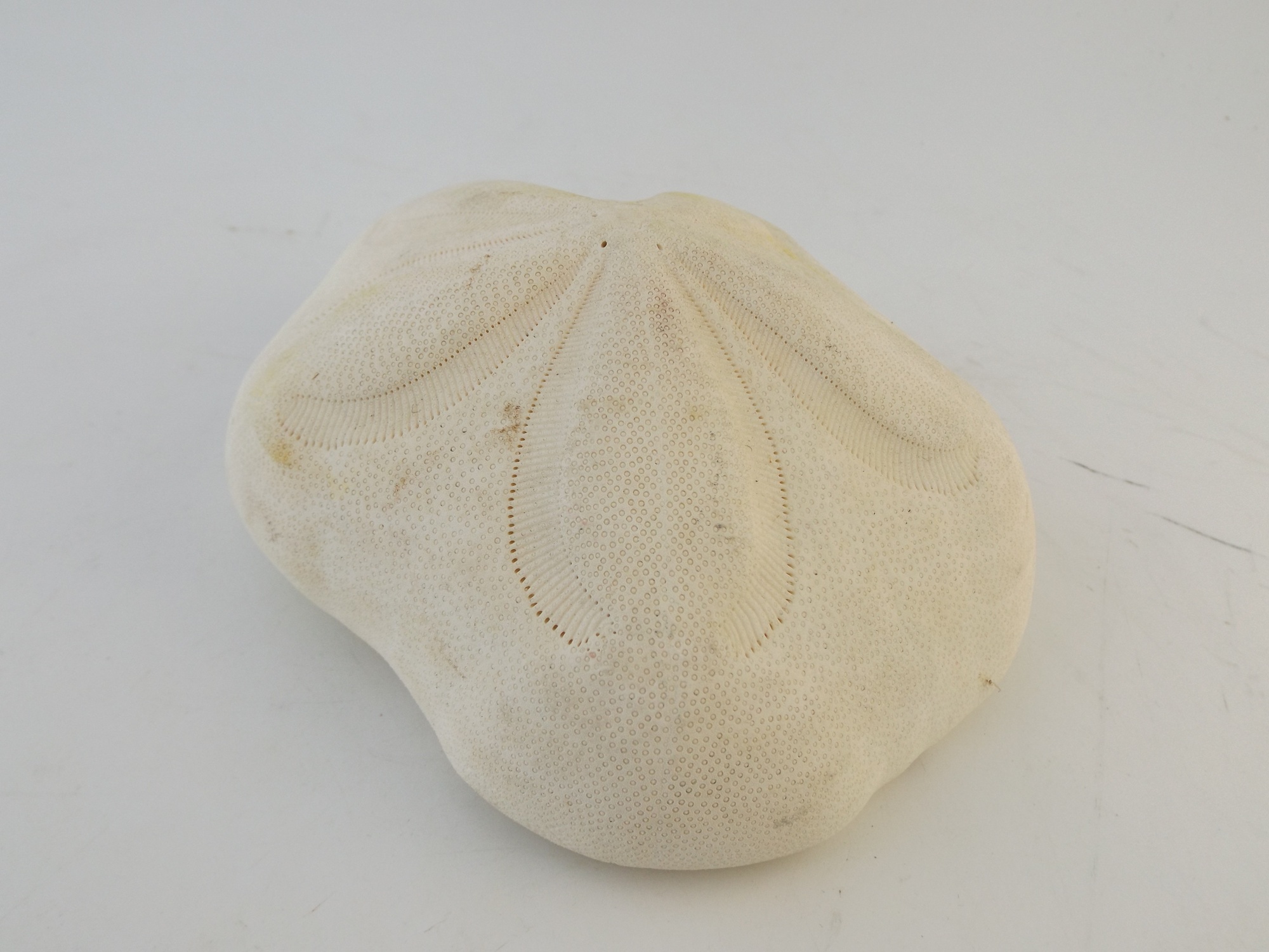 Large 'Sea Biscuit' Sand Dollar