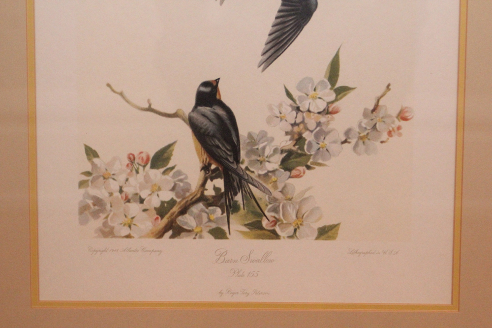 Roger Tory Peterson Barn Swallow Plate 155 Lithograph 