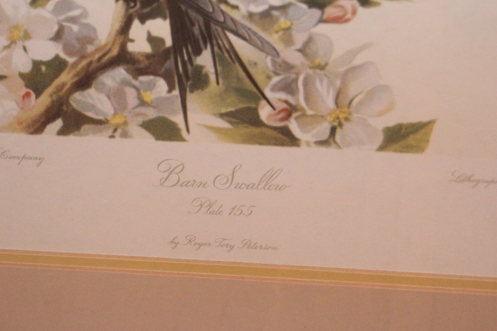 Roger Tory Peterson Barn Swallow Plate 155 Lithograph 