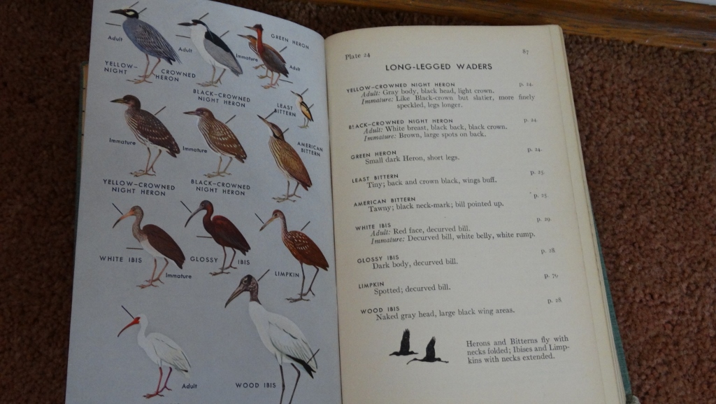 Fiberglass Paint Palettes, Foster Art Guides, and Bird Guide