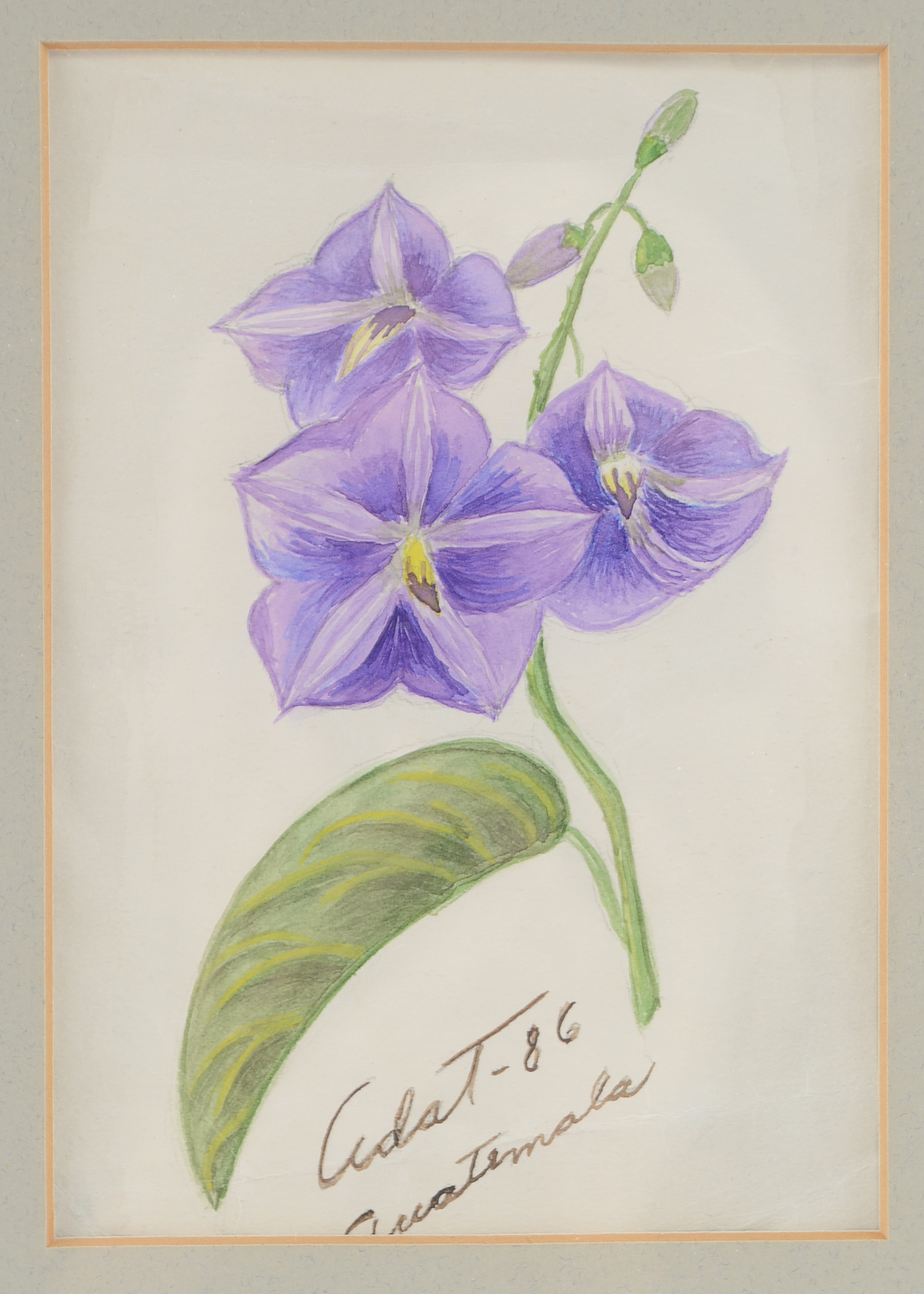 Original Framed Floral Artwork