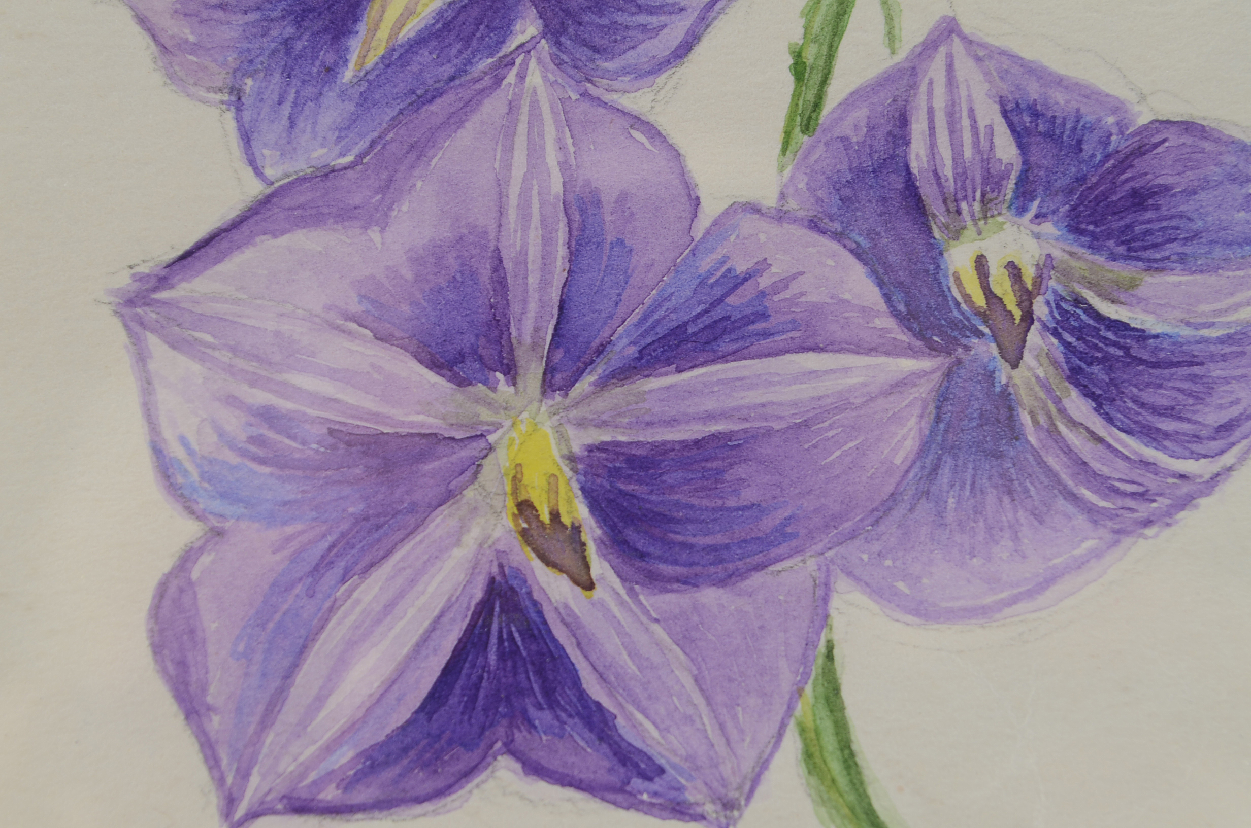 Original Framed Floral Artwork