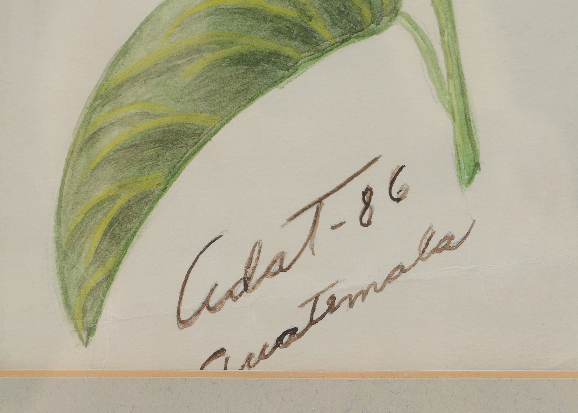 Original Framed Floral Artwork