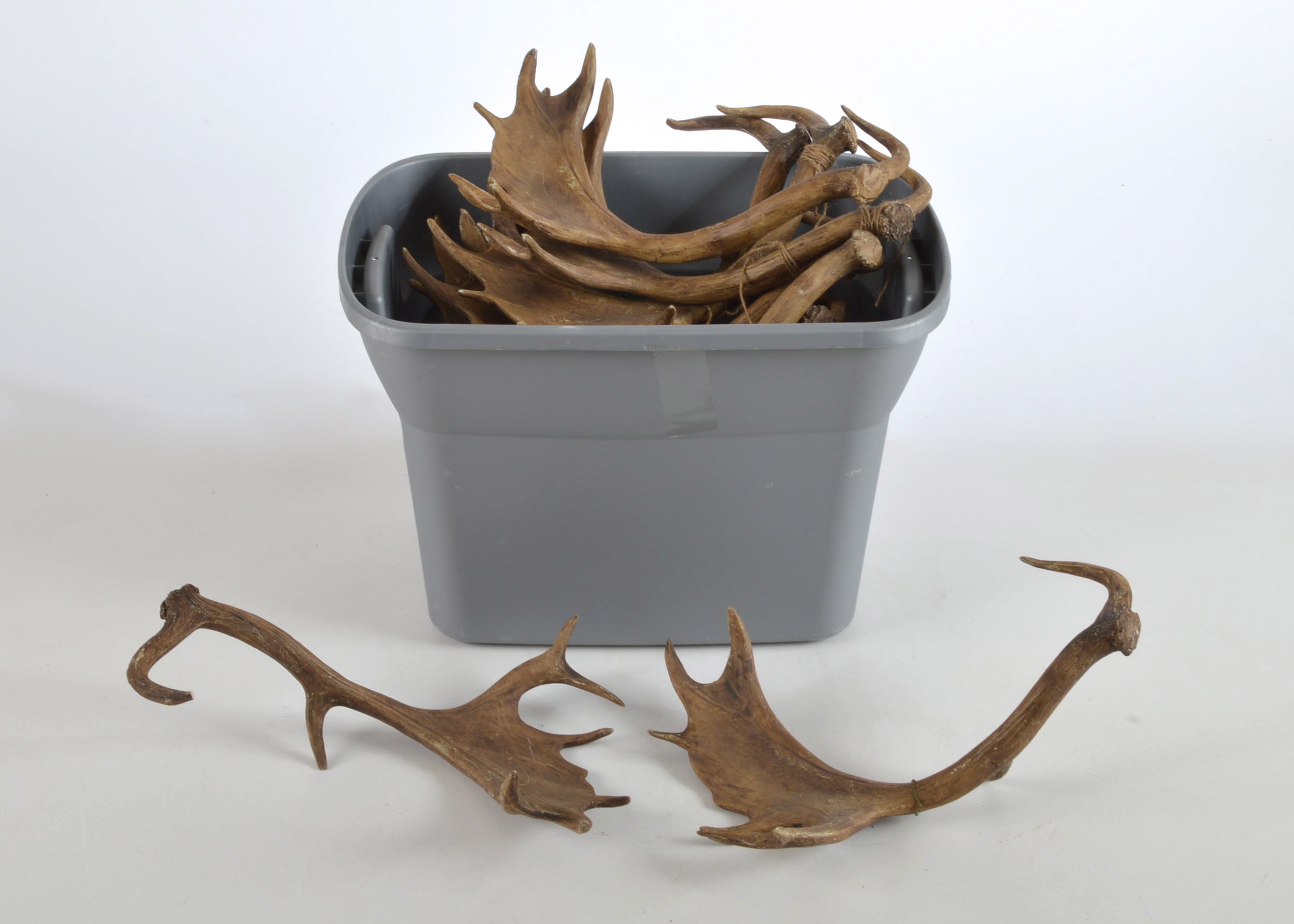 Sixteen Resin Moose Antlers