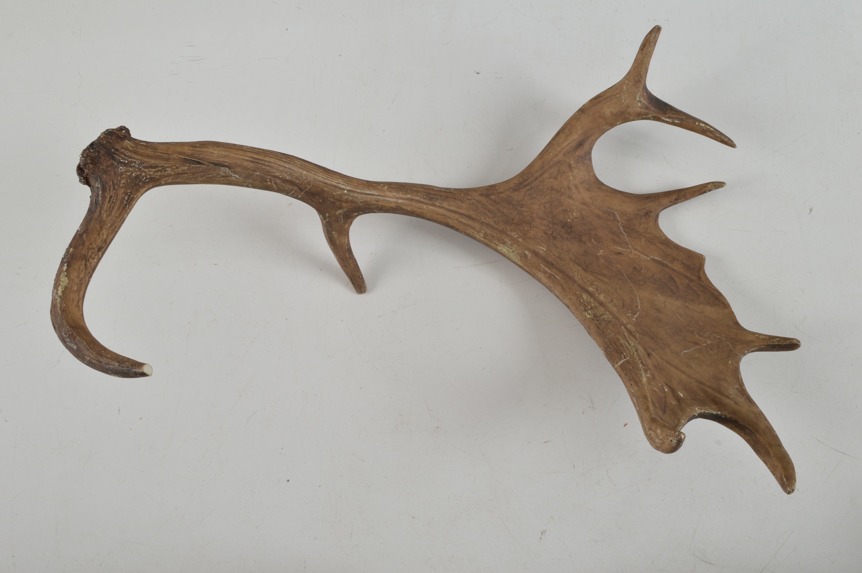 Sixteen Resin Moose Antlers