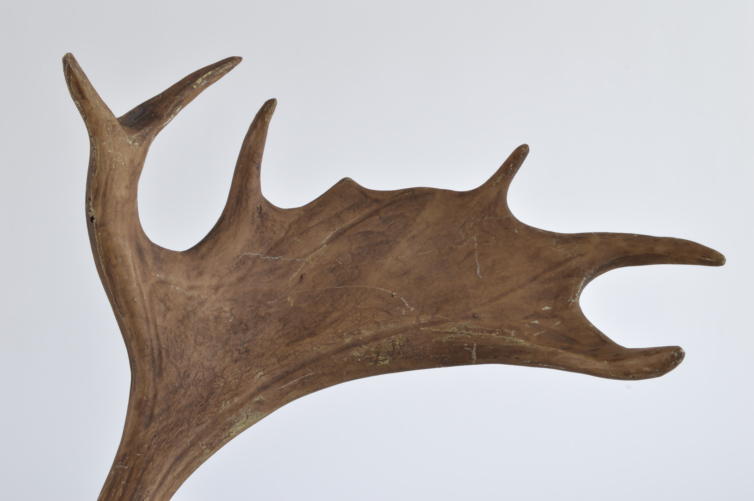 Sixteen Resin Moose Antlers