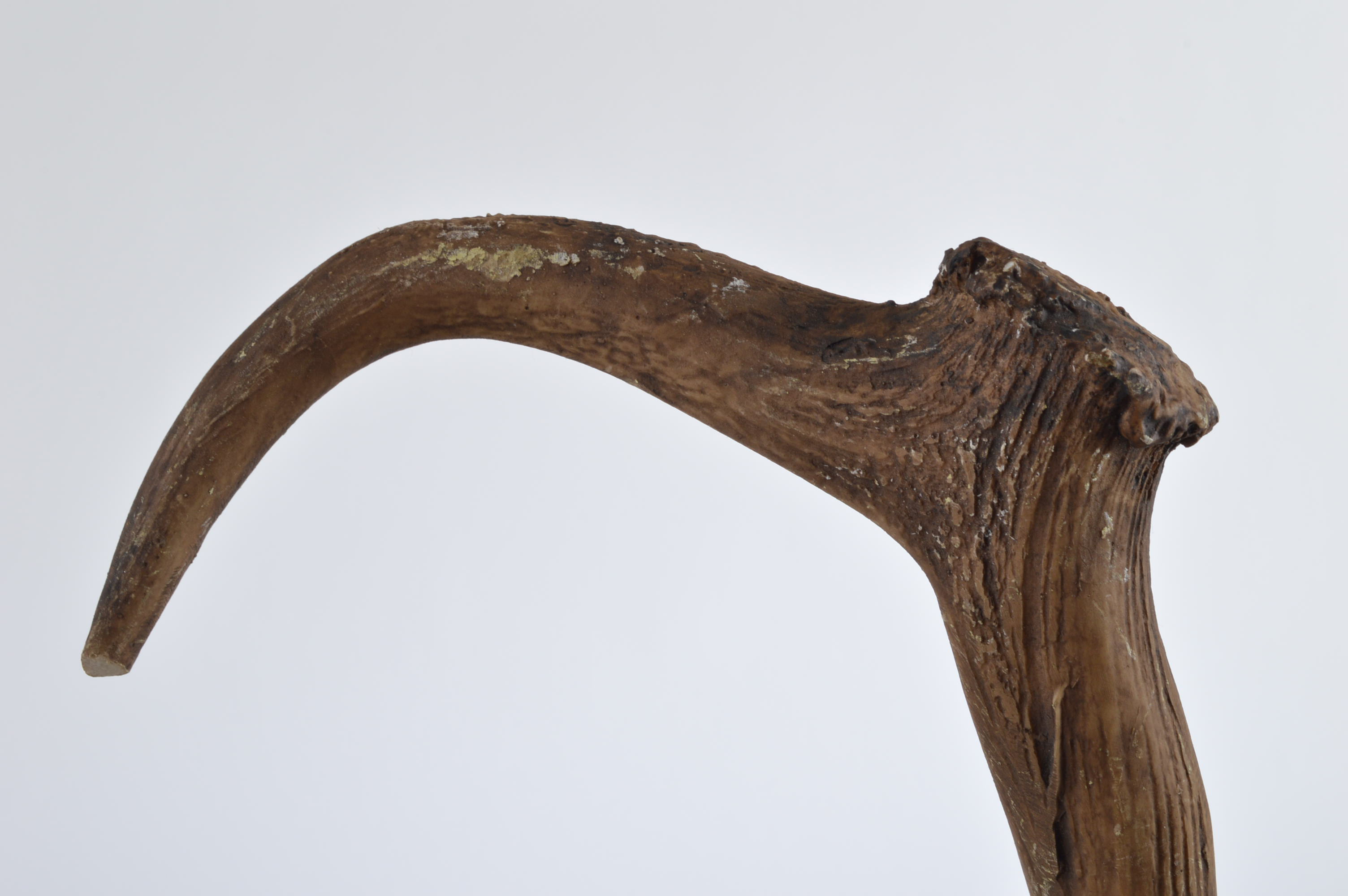 Sixteen Resin Moose Antlers