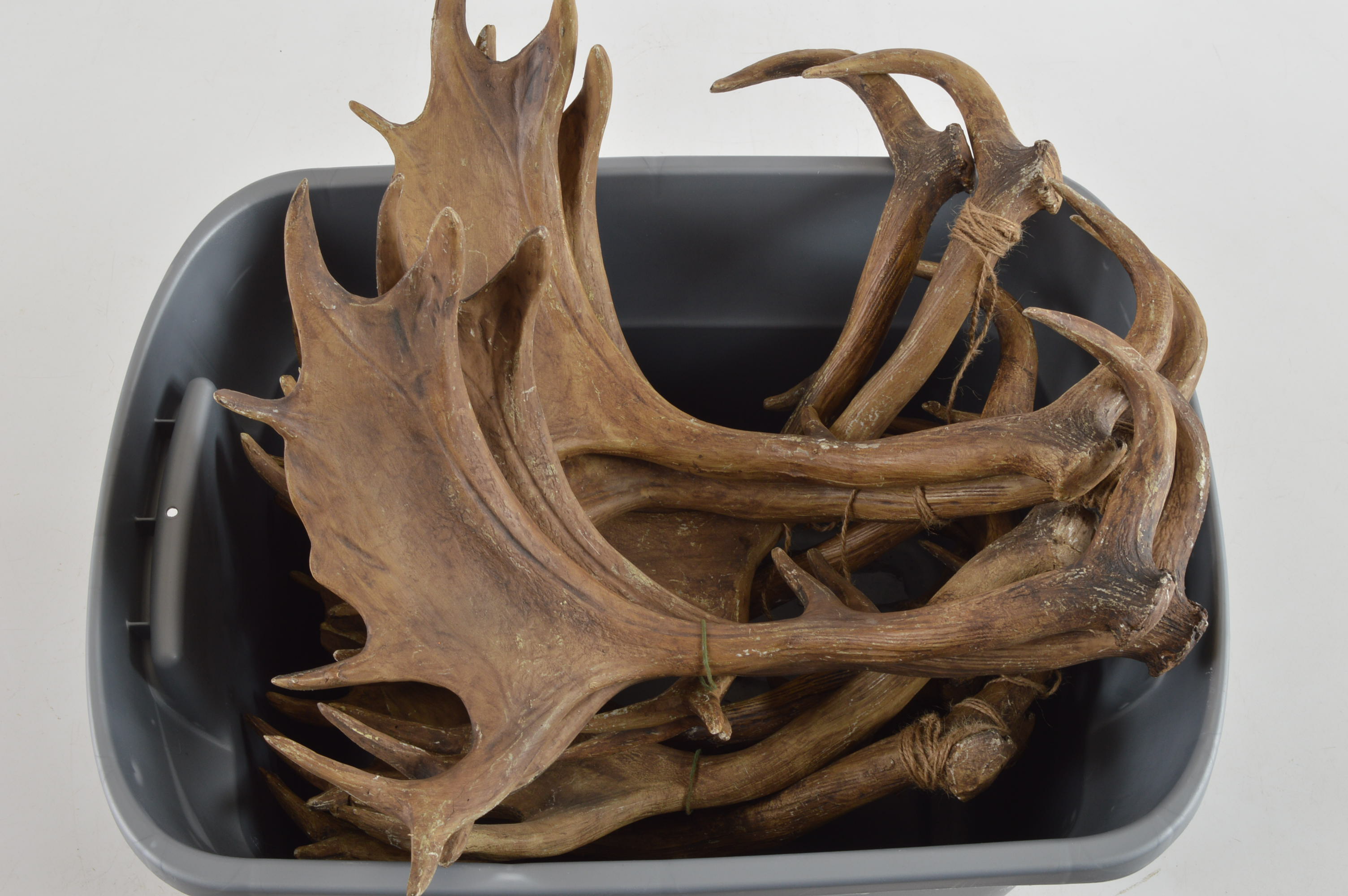 Sixteen Resin Moose Antlers