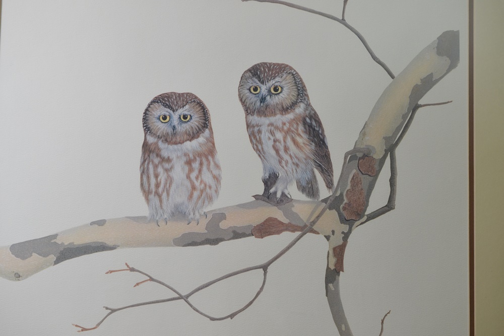 Limited Edition Print After "Saw Whet Owls" By Louise Brevoort