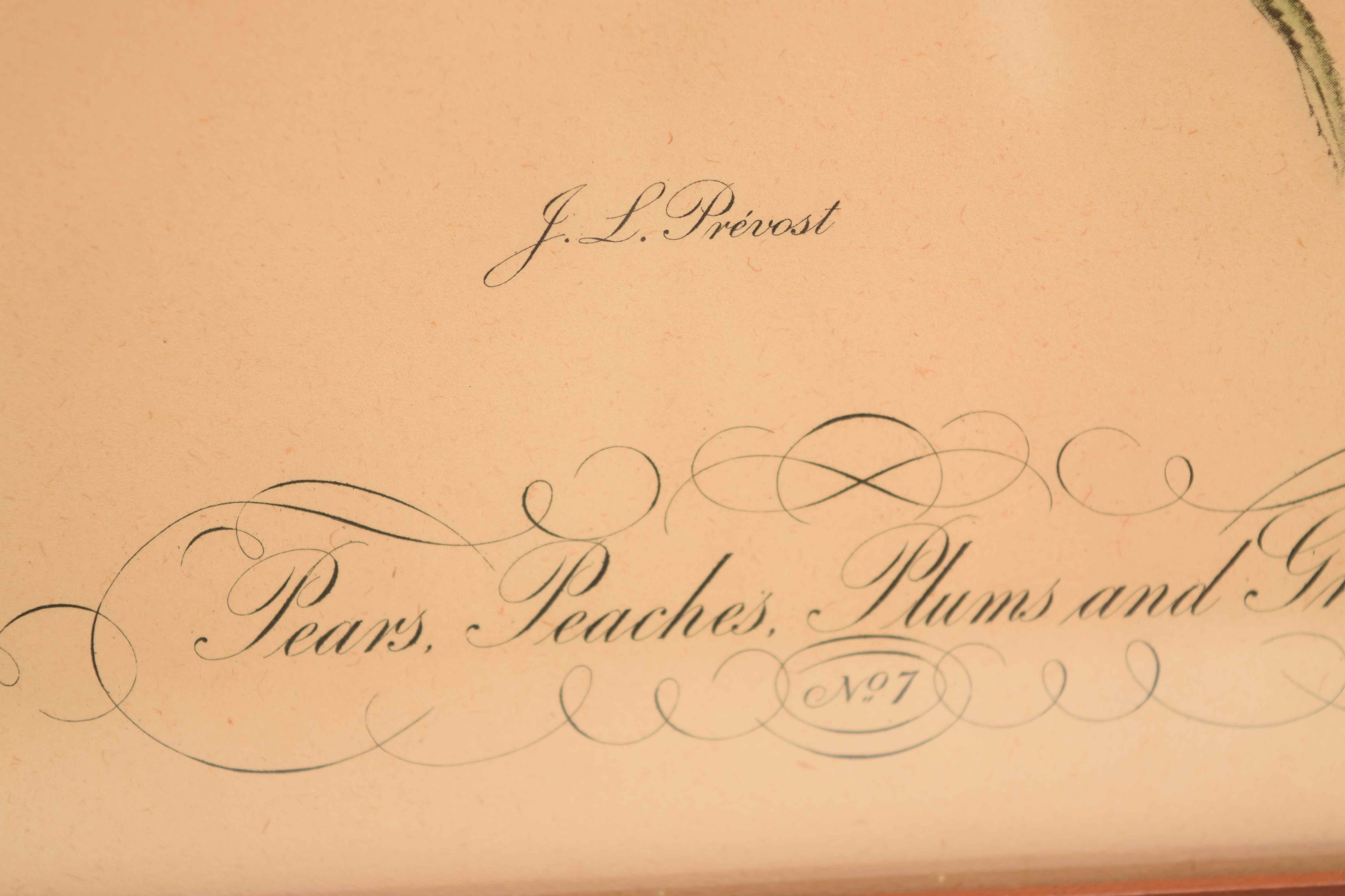 J. L. Prevost: Pair of Still Life Prints