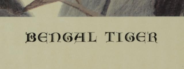Signed John Ruthven "Bengal Tiger" Offset Lithographic Print