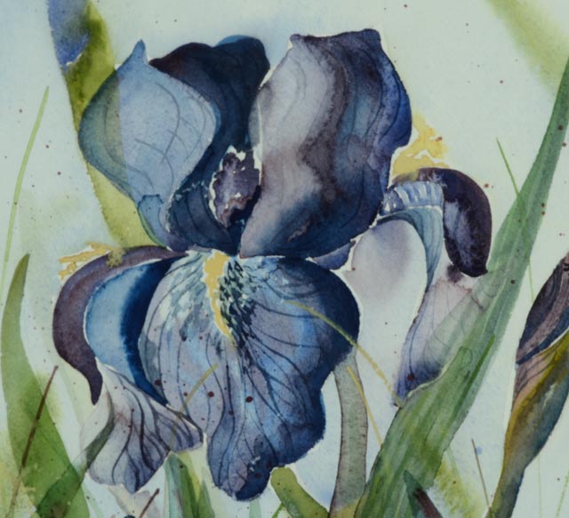 Framed Iris Watercolor by Carolyn Scott Risk
