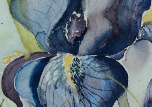 Framed Iris Watercolor by Carolyn Scott Risk