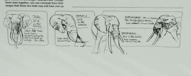 Paul Bosman Signed and Numbered Lithography Print "Ndlulamithi"