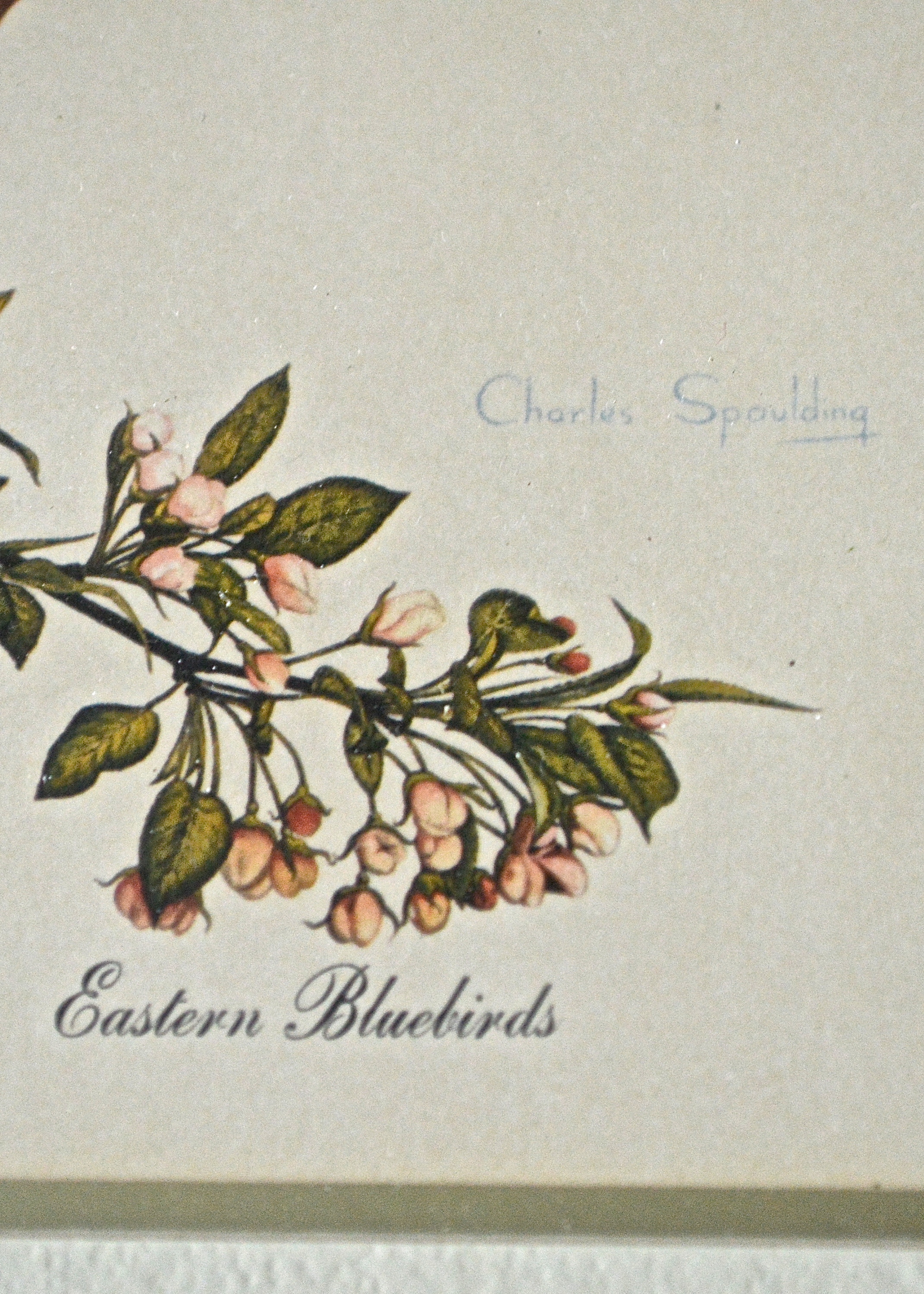 Framed Pair of Bird Prints by Lexington Artist Charles Spaulding