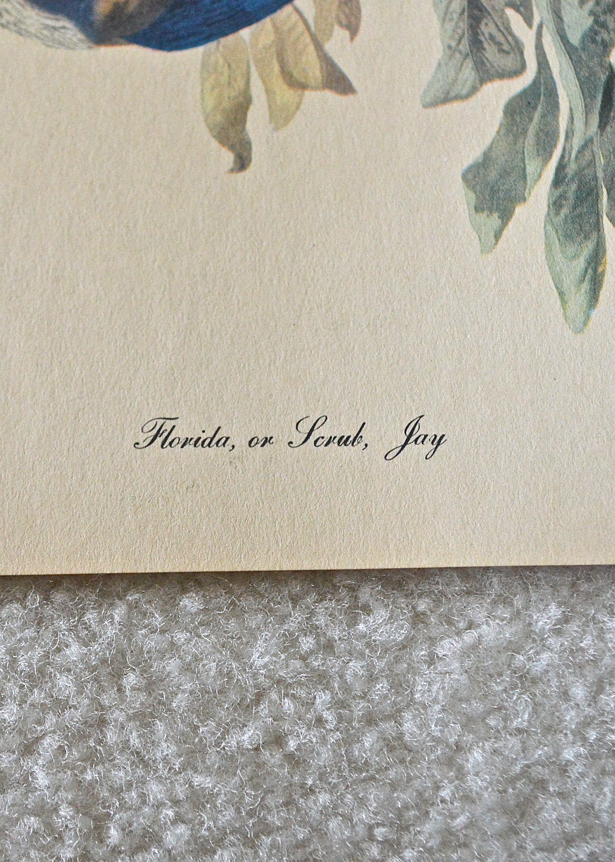 Unframed Prints by Audubon and Vintage Eagle Prints