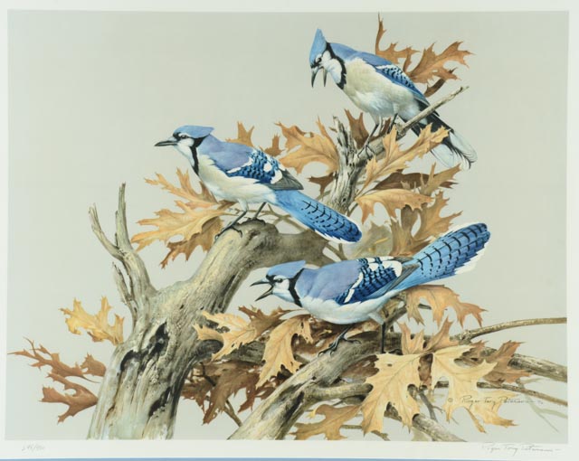 Artist-signed & Numbered Blue Jay Print