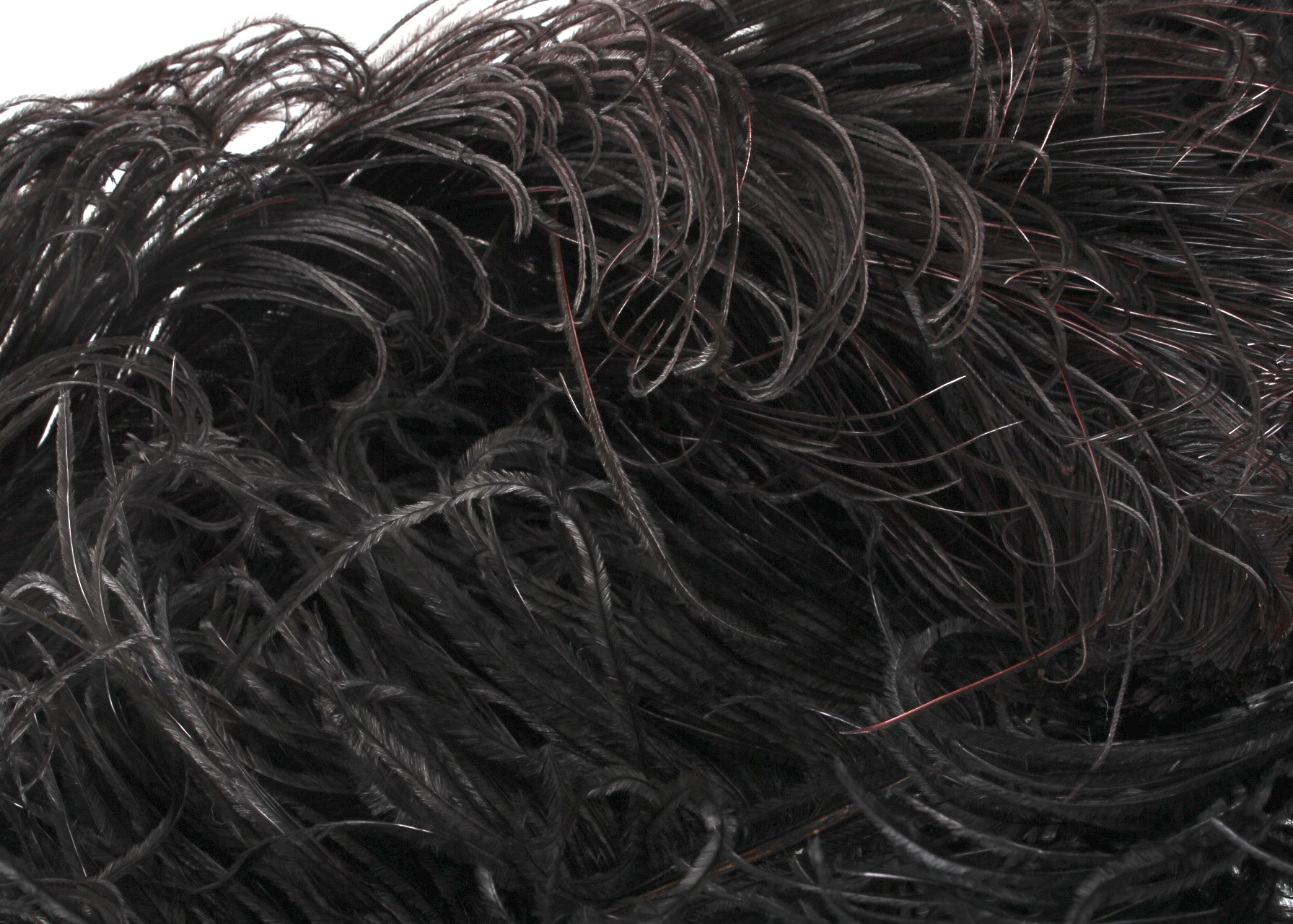 Two Antique Ostrich Plumes