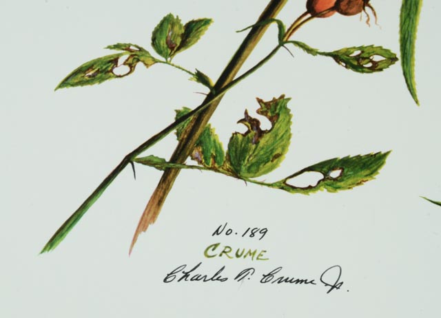 Signed and Numbered Charles T. Crume Jr. Print Collection