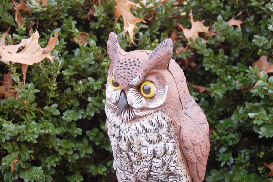 Fierce Looking Garden Owl