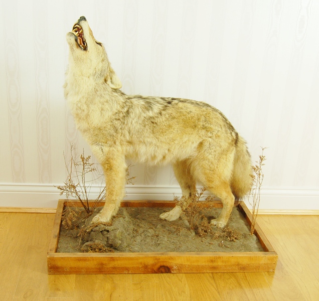 Taxidermy Coyote