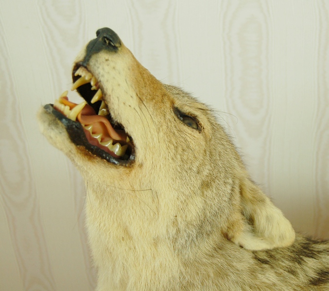 Taxidermy Coyote