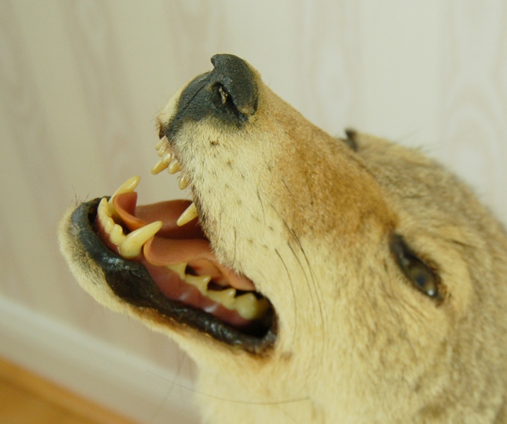 Taxidermy Coyote