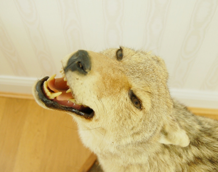 Taxidermy Coyote