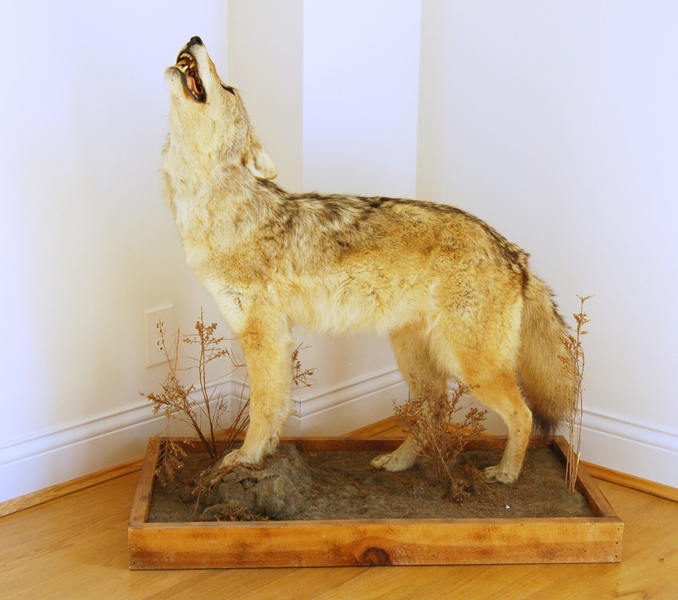 Taxidermy Coyote