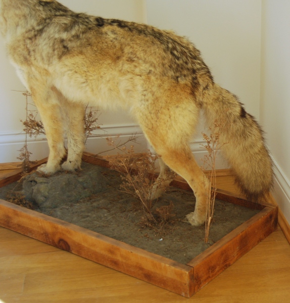 Taxidermy Coyote