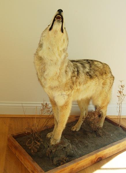 Taxidermy Coyote