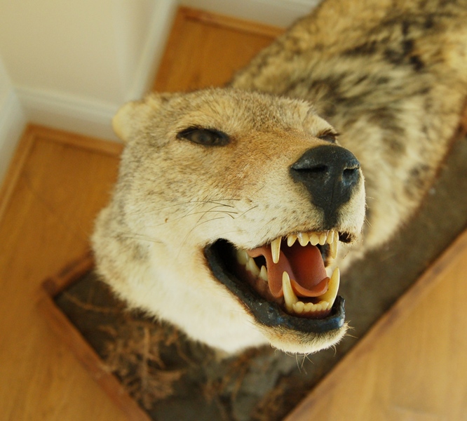 Taxidermy Coyote