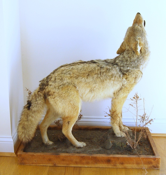 Taxidermy Coyote