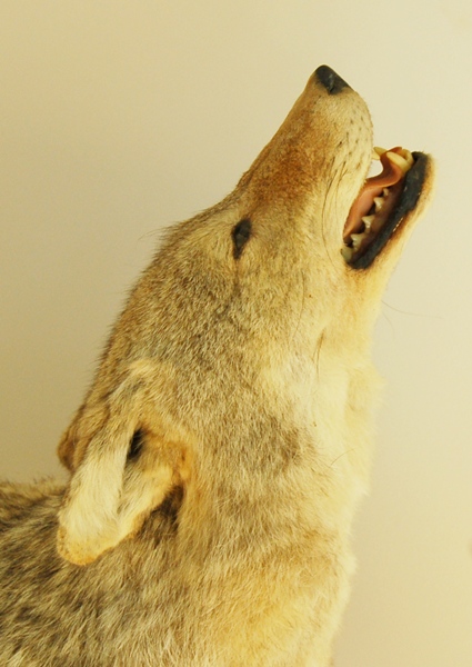 Taxidermy Coyote