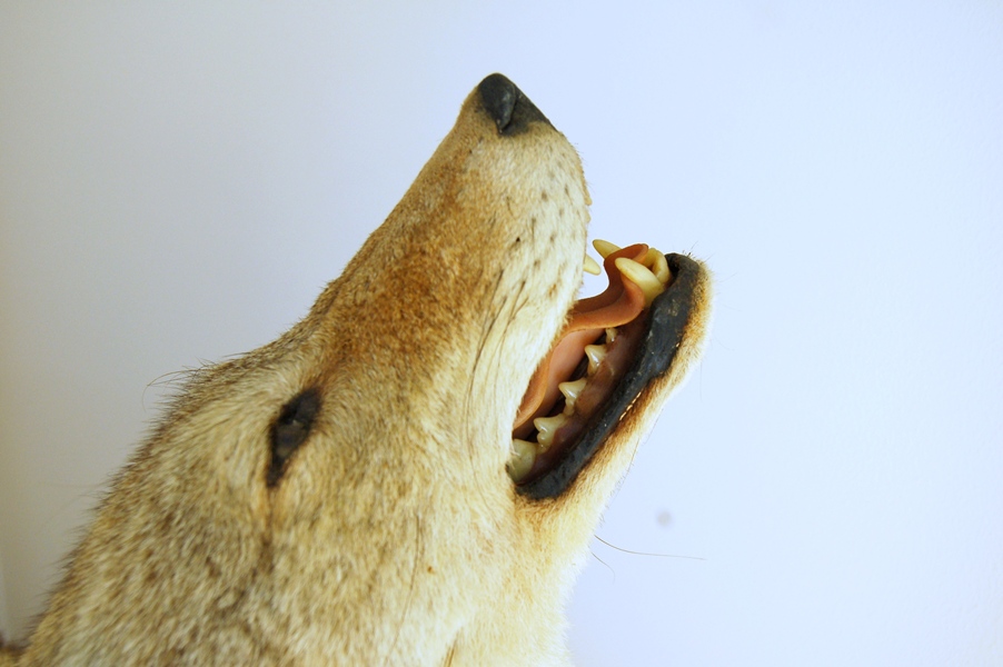 Taxidermy Coyote