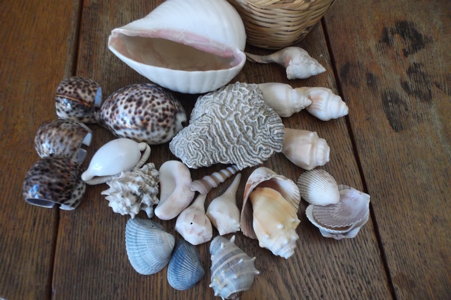 Basket of Seashells 