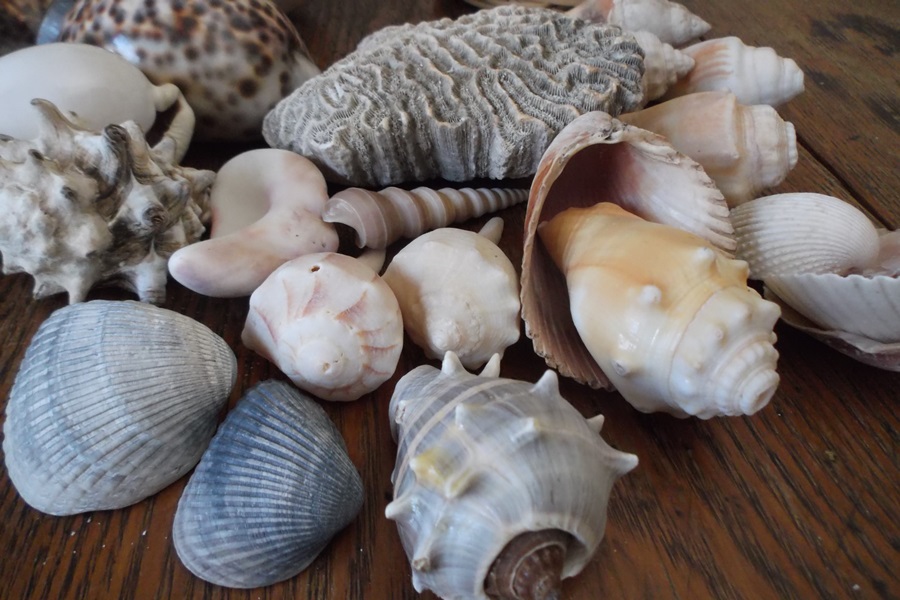 Basket of Seashells 