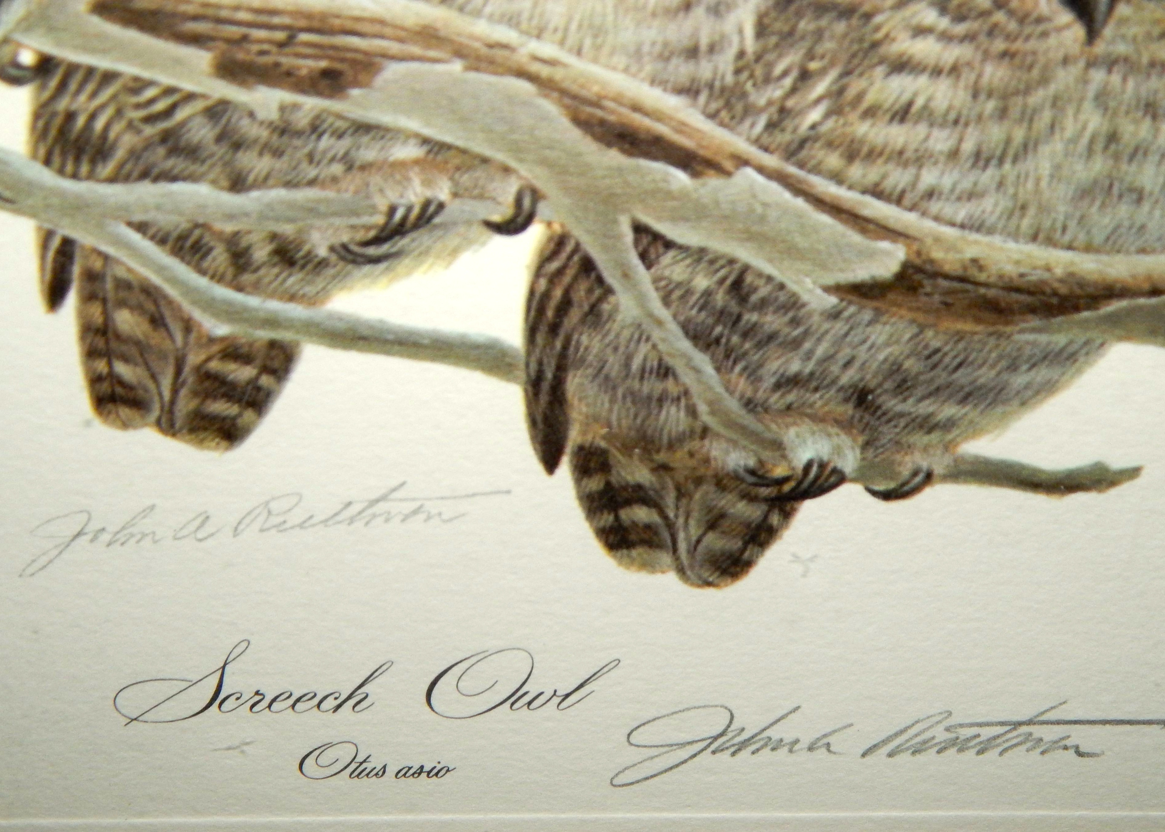 Lithographic Print "Screech Owls" by John Ruthven