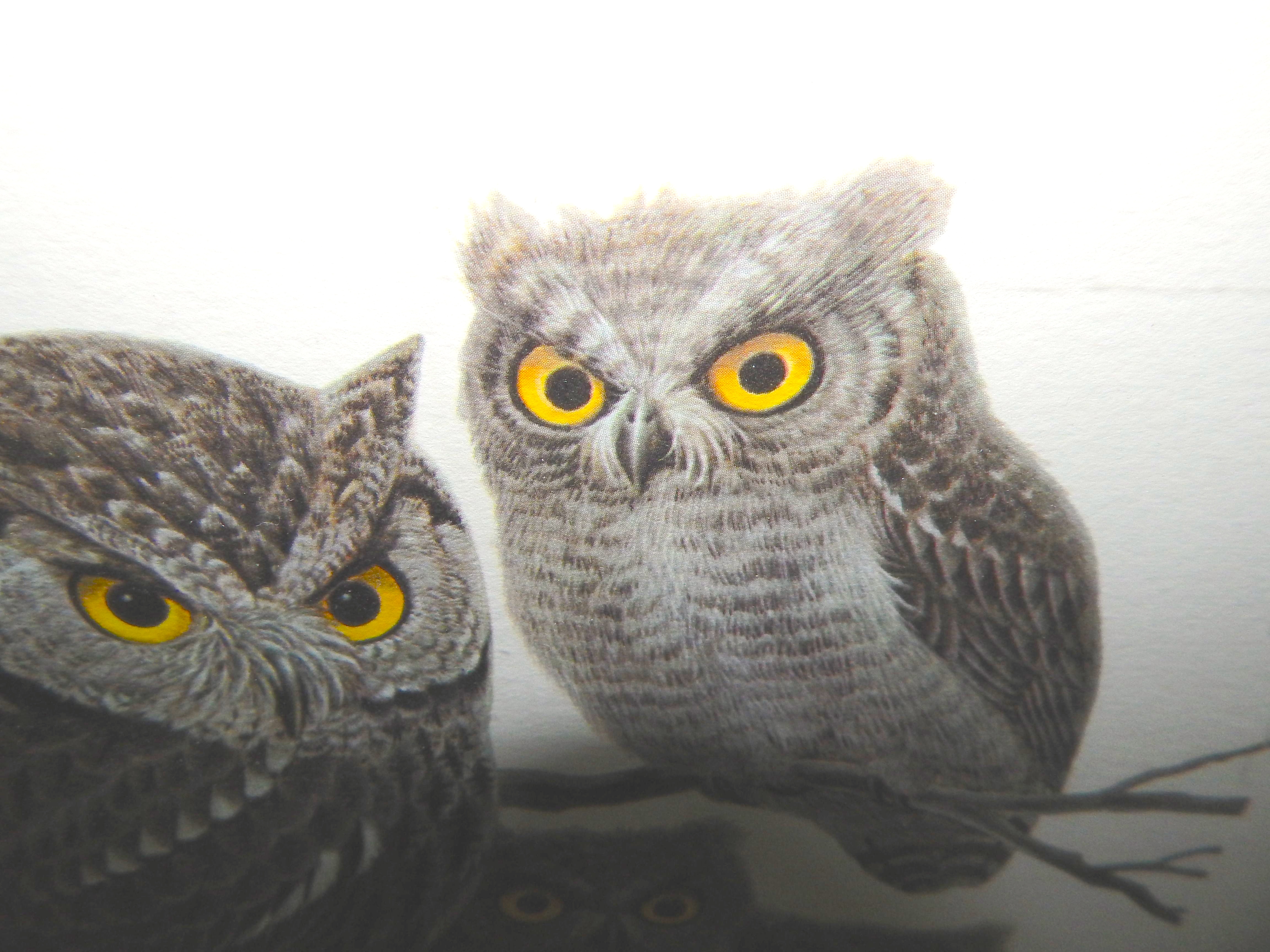 Lithographic Print "Screech Owls" by John Ruthven