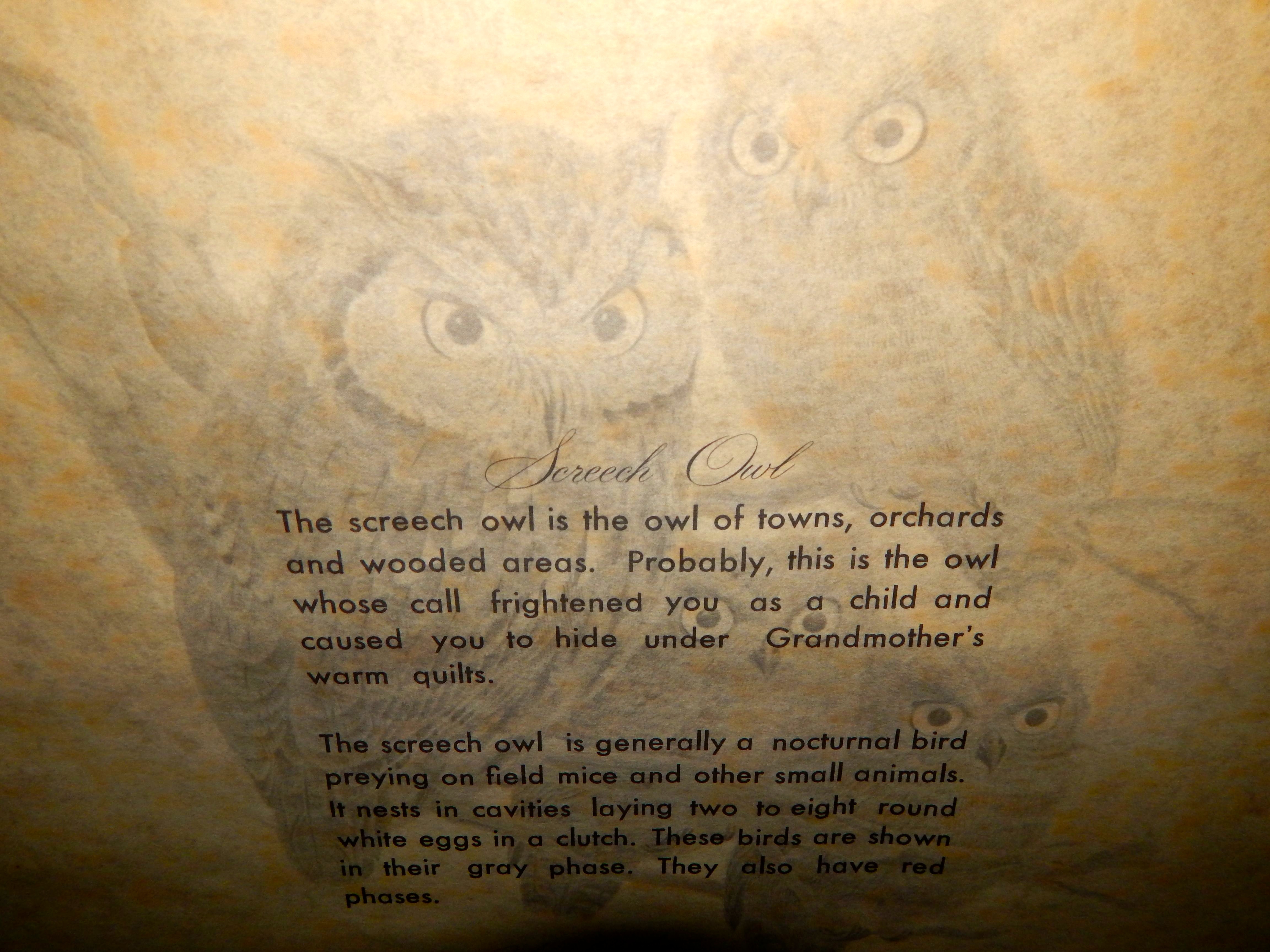 Lithographic Print "Screech Owls" by John Ruthven