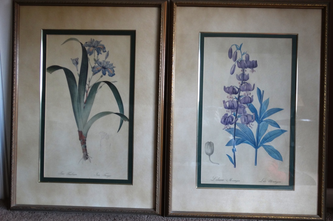 Bombay Company Framed Botanical Prints