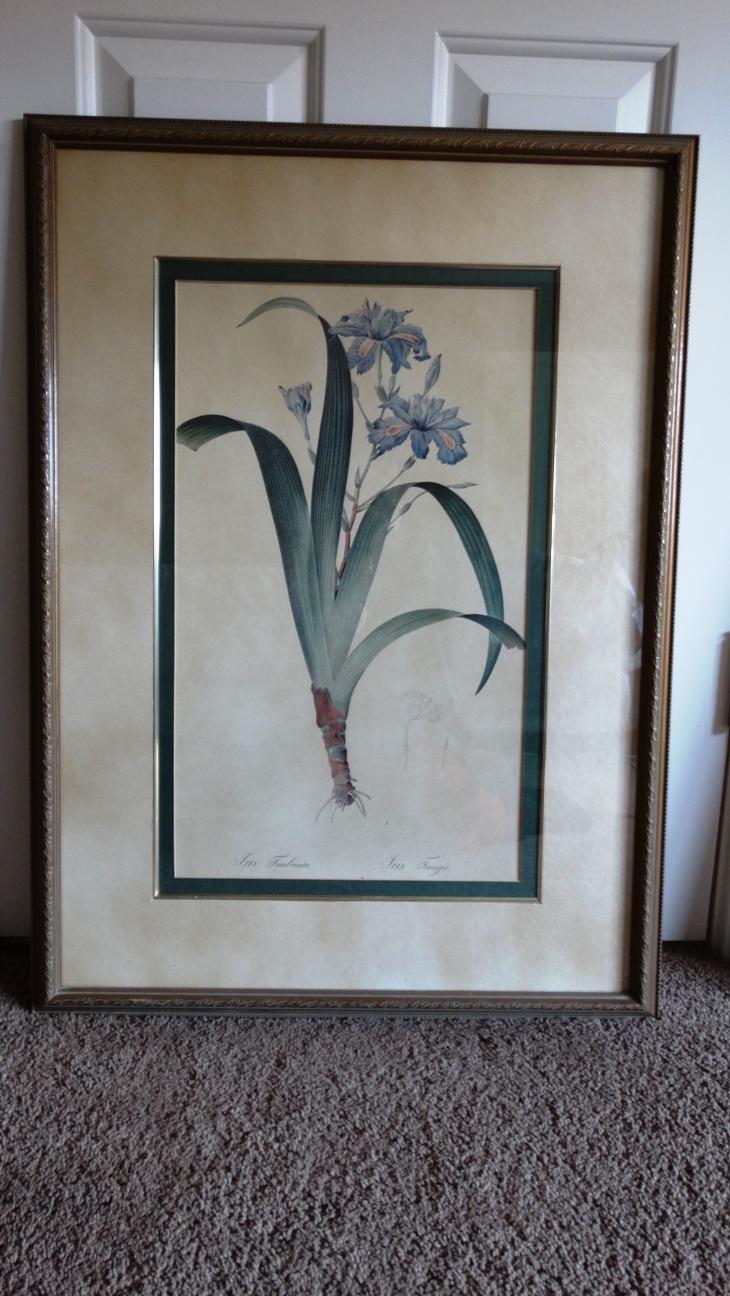Bombay Company Framed Botanical Prints