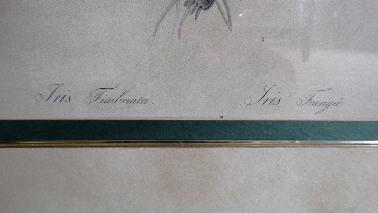 Bombay Company Framed Botanical Prints