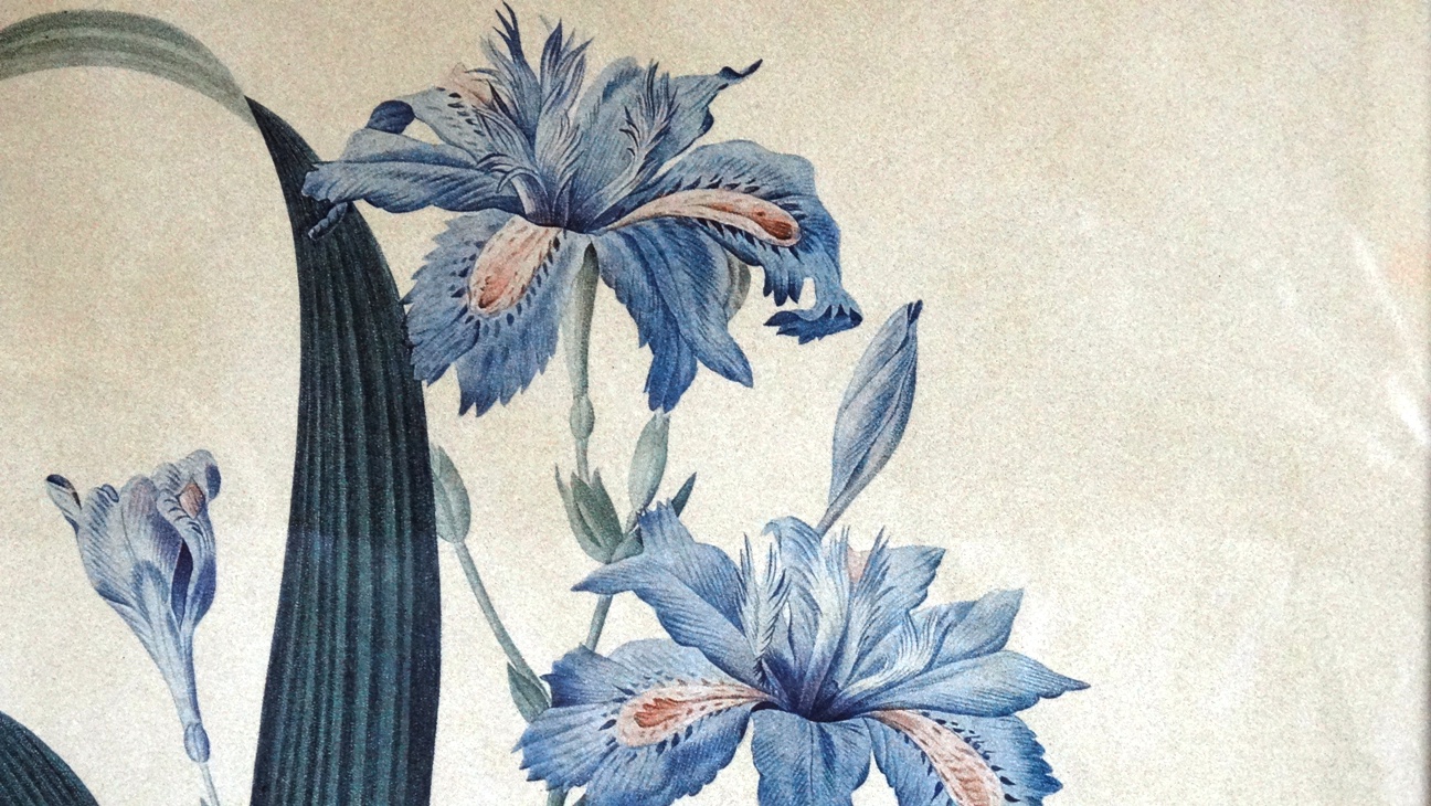 Bombay Company Framed Botanical Prints